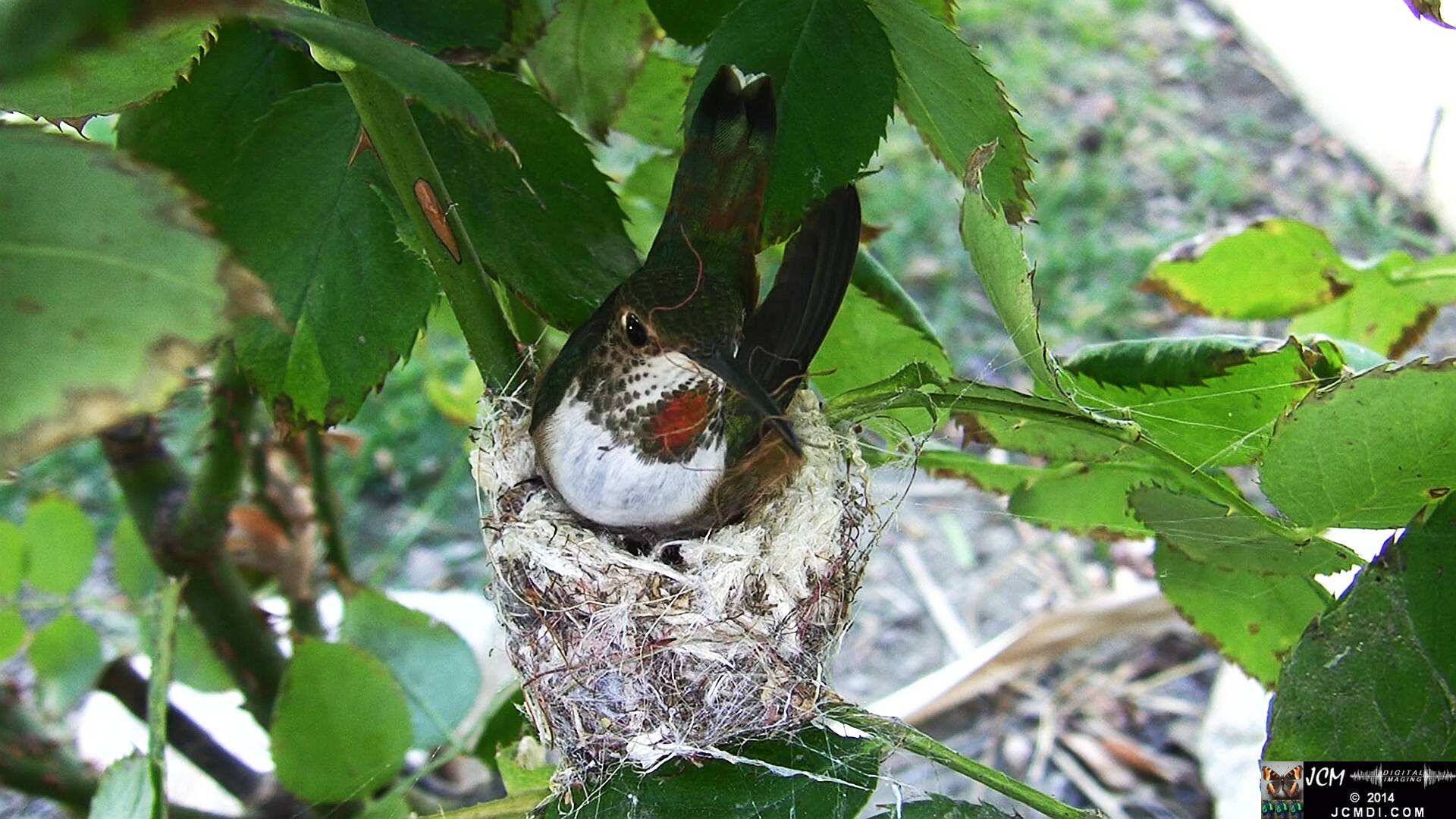 Allen's Hummingbird female in nest 